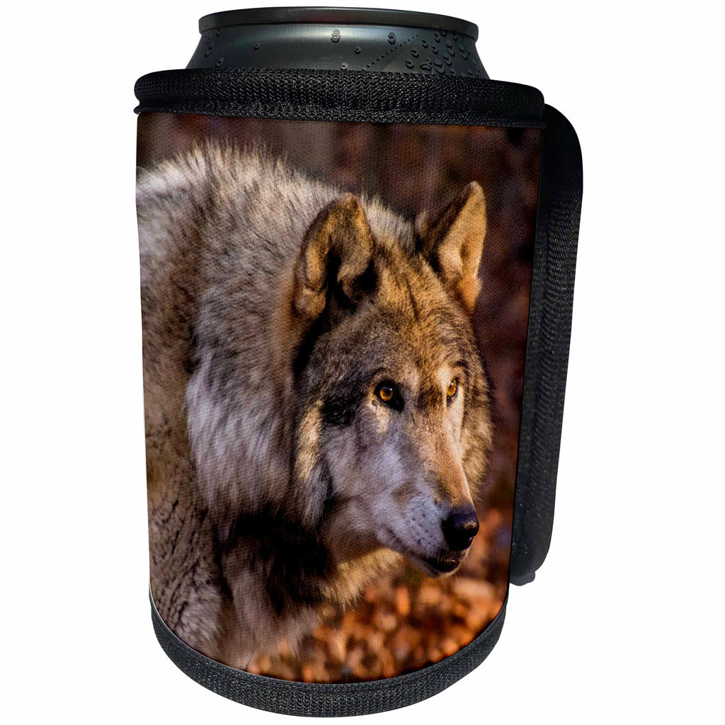 3dRose Danita Delimont - Wolves - USA, New Jersey, Columbia, Close-up of wolf. - Can Cooler Bottle Wrap (cc_259708)