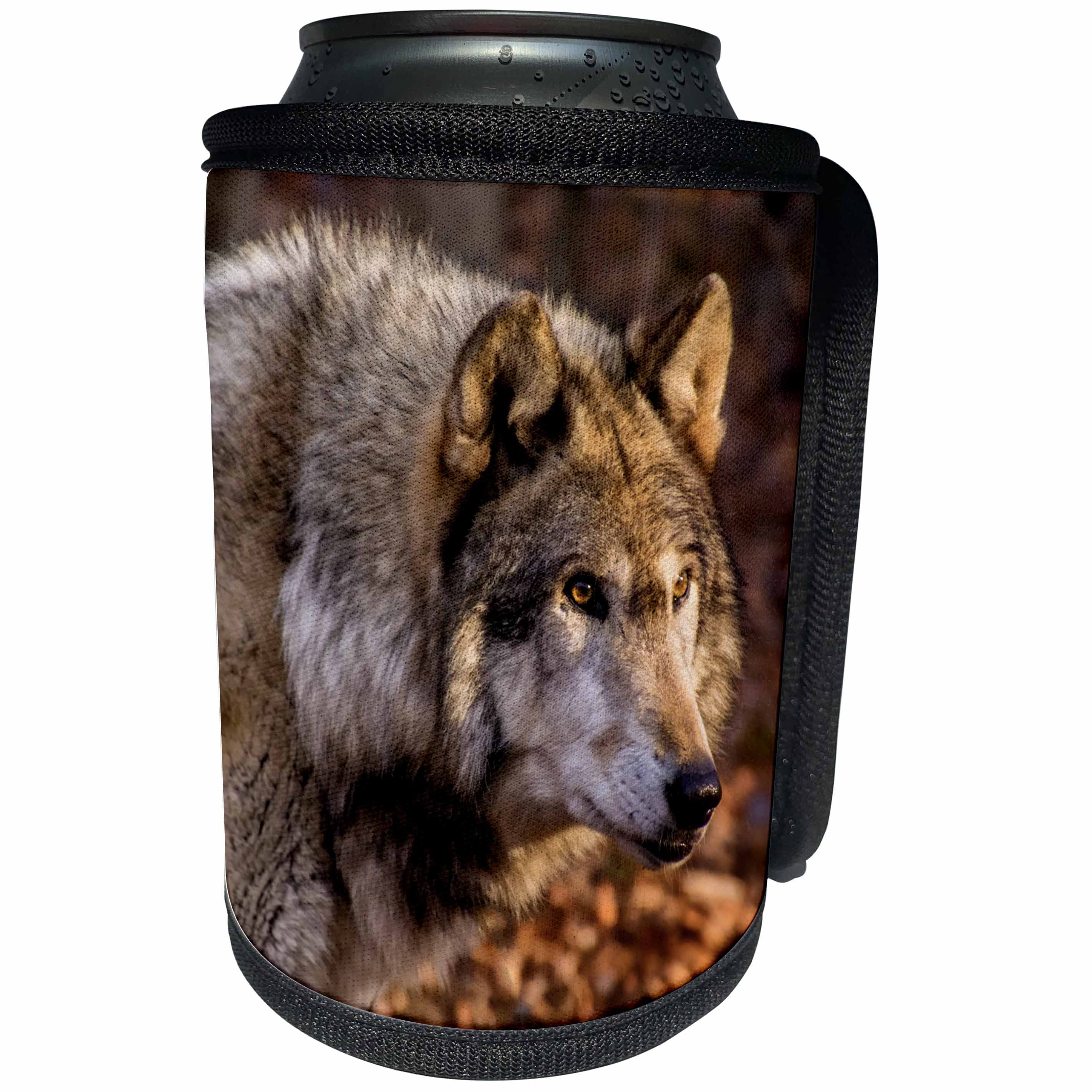 3dRose Danita Delimont - Wolves - USA, New Jersey, Columbia, Close-up of wolf. - Can Cooler Bottle Wrap (cc_259708)