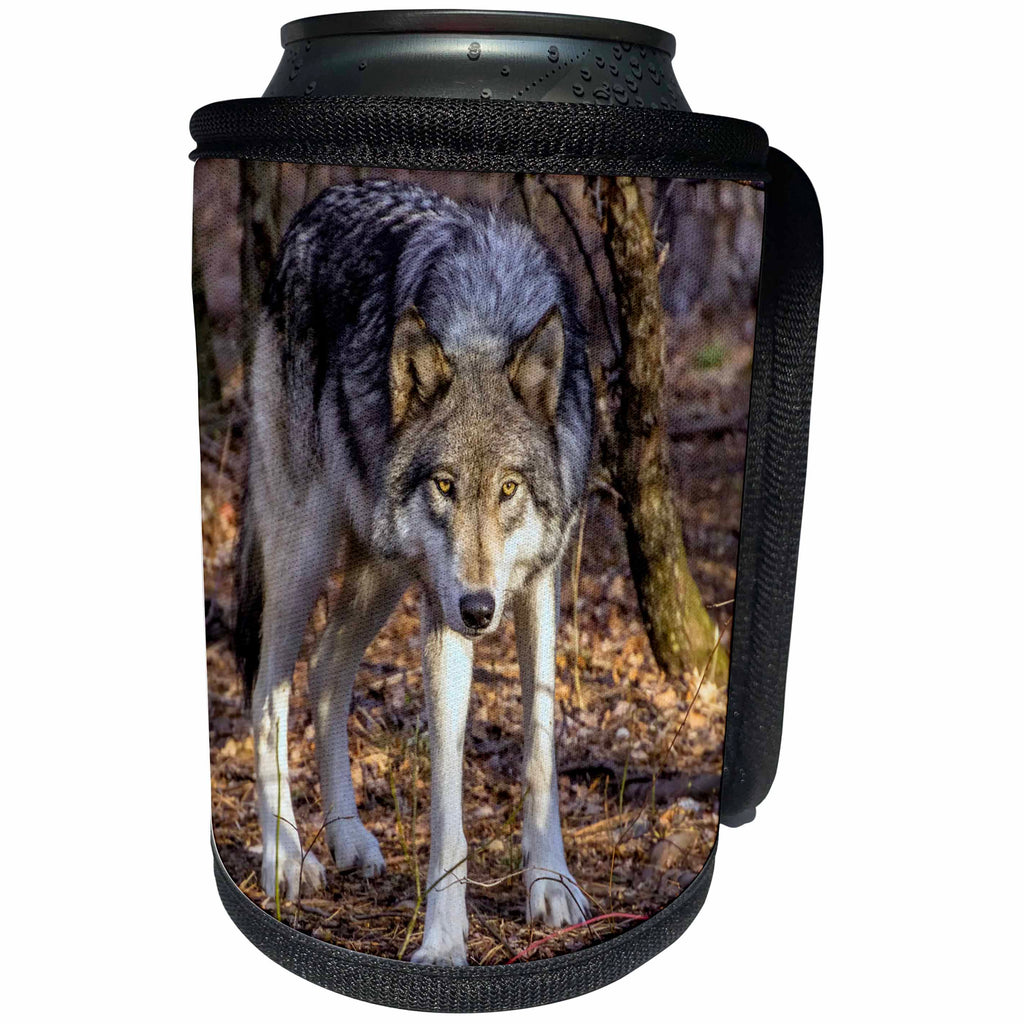 3dRose Danita Delimont - Wolves - USA, New Jersey, Columbia, Lakota Wolf Preserve. Wolf prowling - Can Cooler Bottle Wrap (cc_259709)