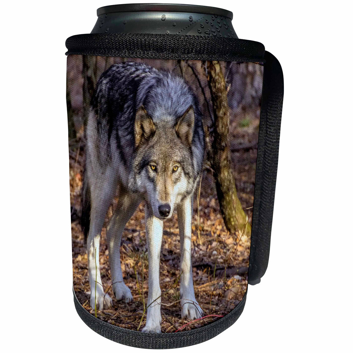 3dRose Danita Delimont - Wolves - USA, New Jersey, Columbia, Lakota Wolf Preserve. Wolf prowling - Can Cooler Bottle Wrap (cc_259709)