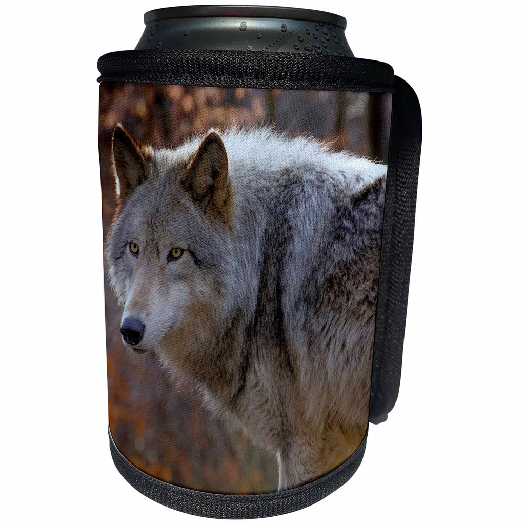 3dRose Danita Delimont - Wolves - New Jersey, Columbia, Lakota Wolf Preserve. Close-up of timber wolf. - Can Cooler Bottle Wrap (cc_259712)