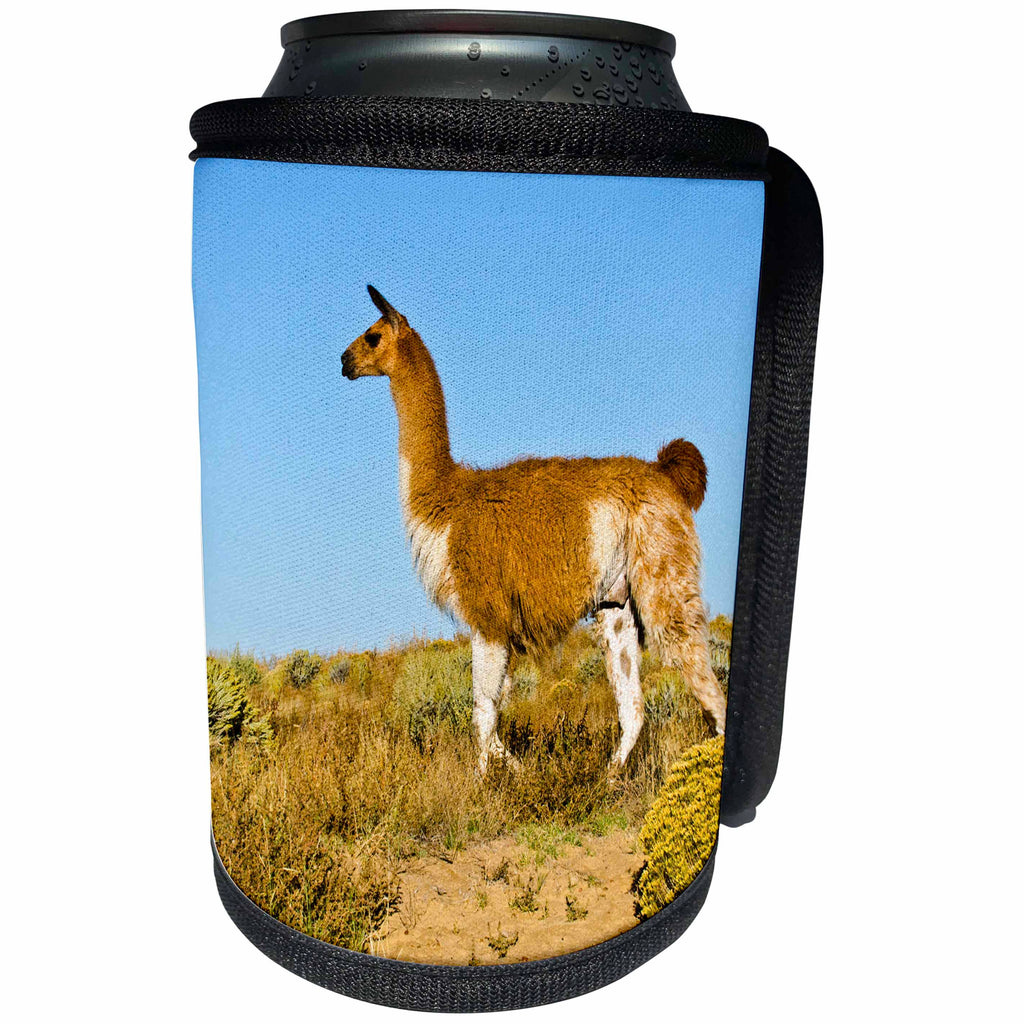 3dRose Danita Delimont - Llama - USA, New Mexico, Bisti De-Na-Zin Wilderness, Free Roaming Guanaco - Can Cooler Bottle Wrap (cc_259716)