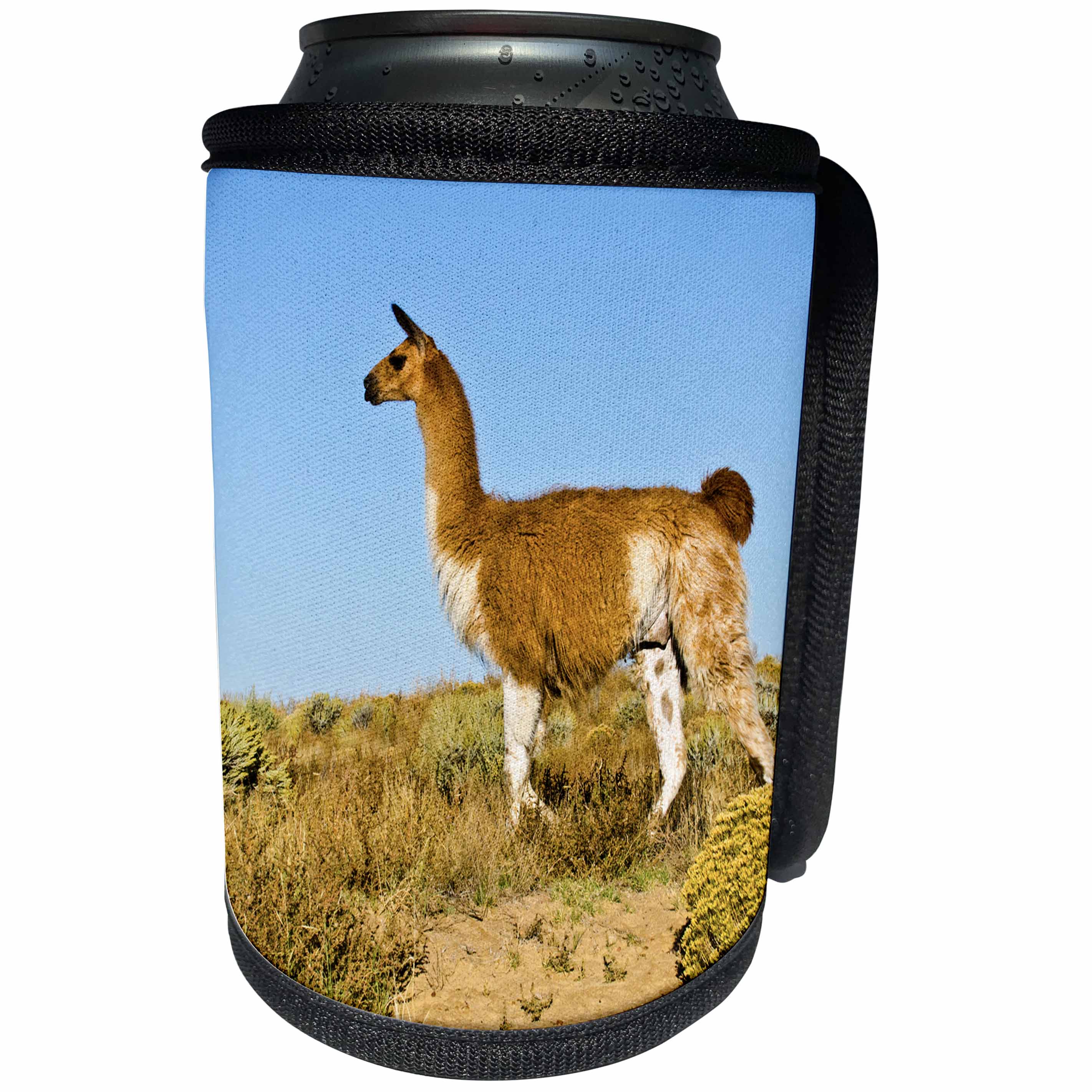 3dRose Danita Delimont - Llama - USA, New Mexico, Bisti De-Na-Zin Wilderness, Free Roaming Guanaco - Can Cooler Bottle Wrap (cc_259716)