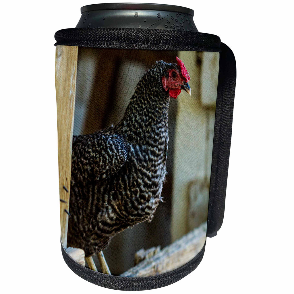 3dRose Danita Delimont - Chickens - Albuquerque, New Mexico. Dominique hen stands on the barn fence - Can Cooler Bottle Wrap (cc_259745)
