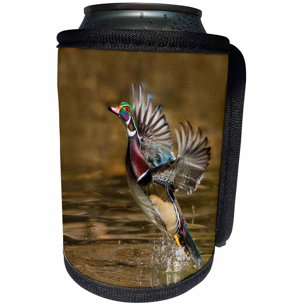 3dRose Danita Delimont - Ducks - Wood Duck, Aix sponsa, male takeoff from river - Can Cooler Bottle Wrap (cc_259748)