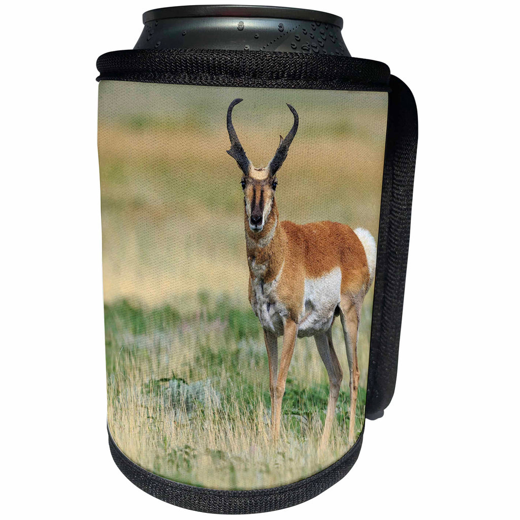 3dRose Danita Delimont - Antelope - Pronghorn buck antelope in grasslands, New Mexico - Can Cooler Bottle Wrap (cc_259749)