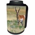 3dRose Danita Delimont - Antelope - Pronghorn buck antelope in grasslands, New Mexico - Can Cooler Bottle Wrap (cc_259749)