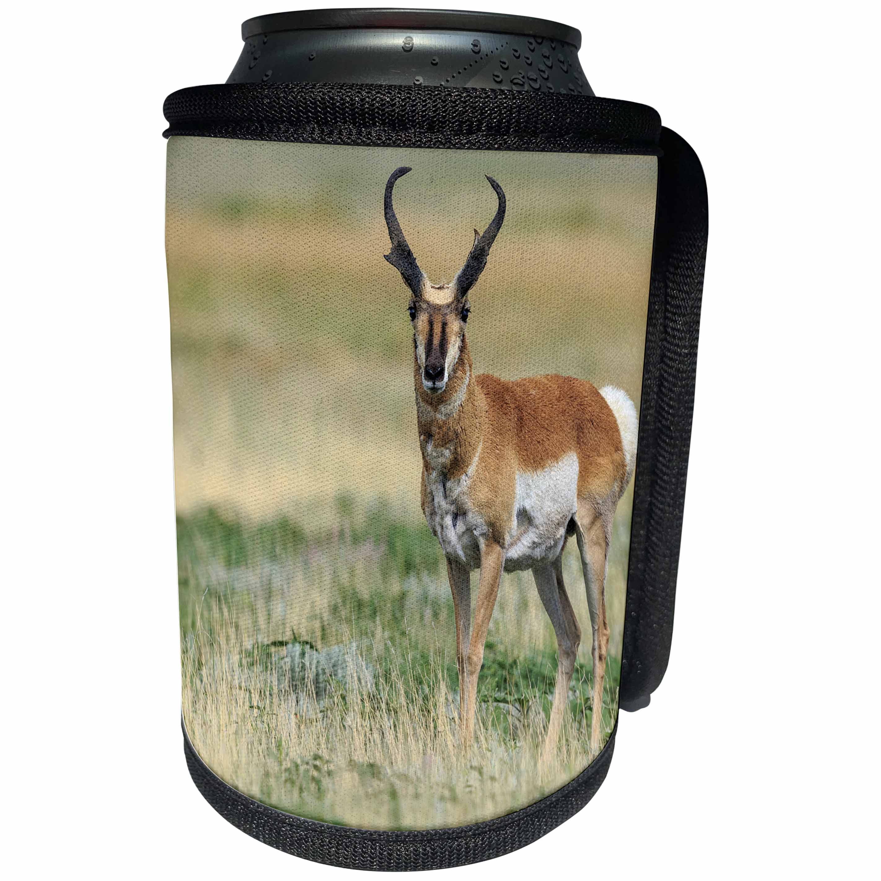 3dRose Danita Delimont - Antelope - Pronghorn buck antelope in grasslands, New Mexico - Can Cooler Bottle Wrap (cc_259749)