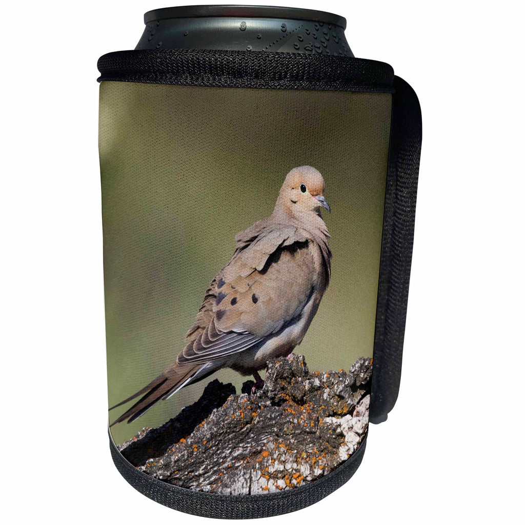 3dRose Danita Delimont - Birds - Mourning Dove - Can Cooler Bottle Wrap (cc_259909)