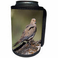 3dRose Danita Delimont - Birds - Mourning Dove - Can Cooler Bottle Wrap (cc_259909)