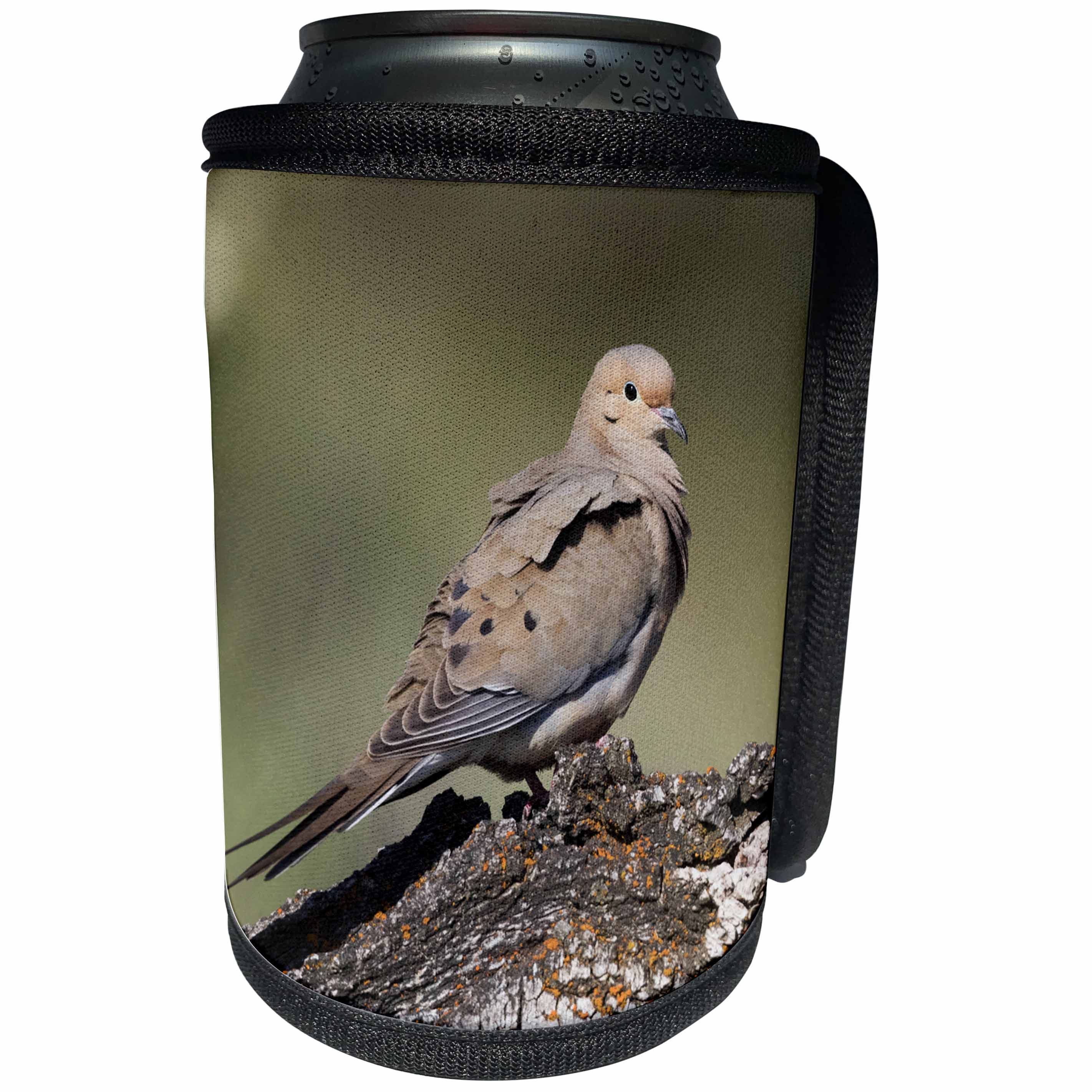 3dRose Danita Delimont - Birds - Mourning Dove - Can Cooler Bottle Wrap (cc_259909)