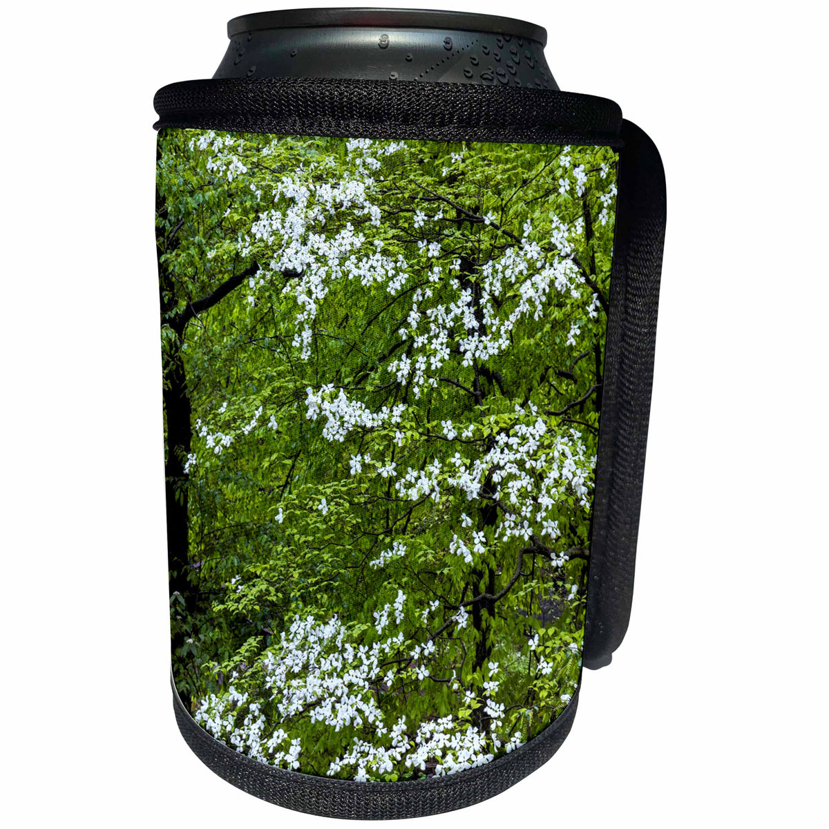 3dRose Danita Delimont - Flowers - Pennsylvania, Wayne. Blooming dogwood trees in spring garden. - Can Cooler Bottle Wrap (cc_259941)