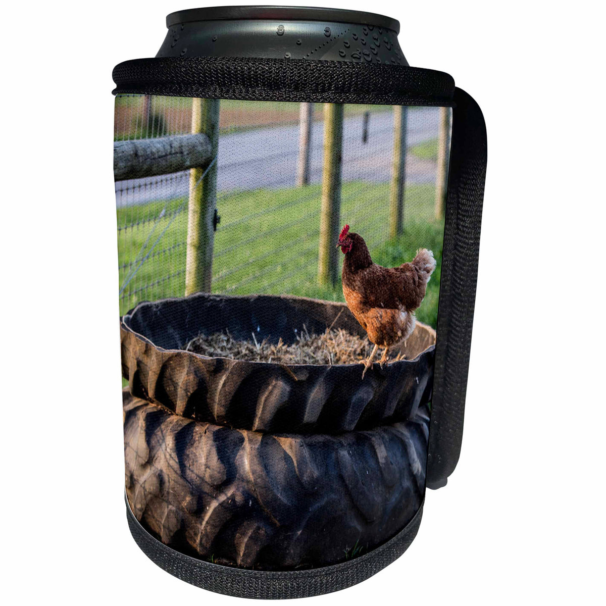 3dRose Danita Delimont - Chickens - Rhode Island Red hen in the barn yard, Lancaster Co., Pennsylvania. - Can Cooler Bottle Wrap (cc_259954)
