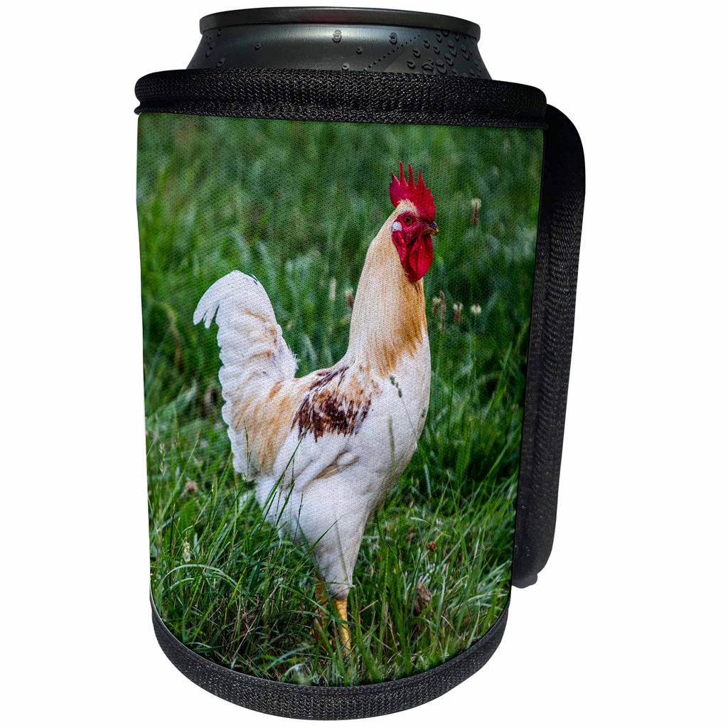 3dRose Danita Delimont - Chickens - Rooster poses on the green grass, Lancaster County, Pennsylvania - Can Cooler Bottle Wrap (cc_259957)