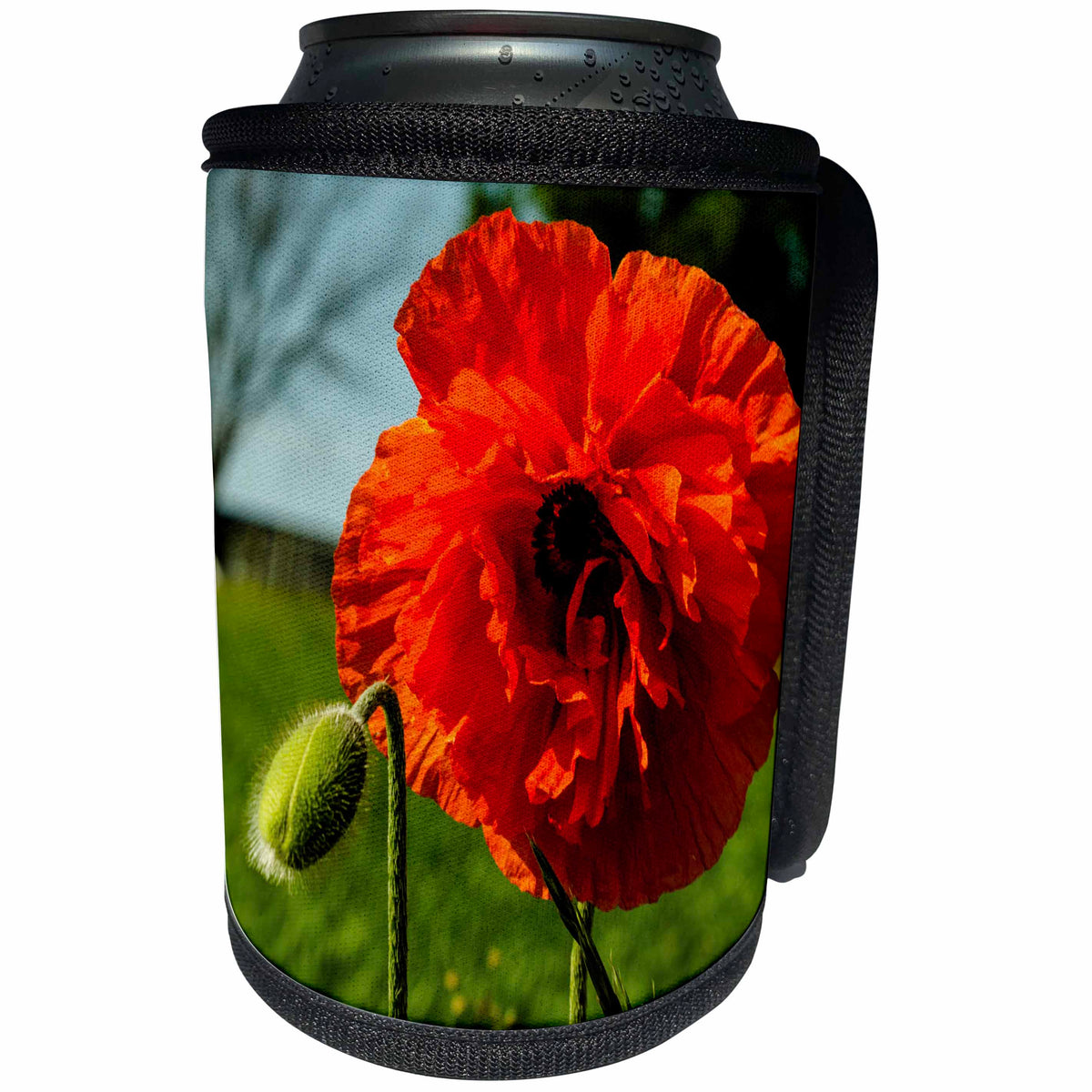 3dRose Danita Delimont - Flowers - Lancaster County, Pennsylvania. Large, Close up of a red poppy flower. - Can Cooler Bottle Wrap (cc_259958)
