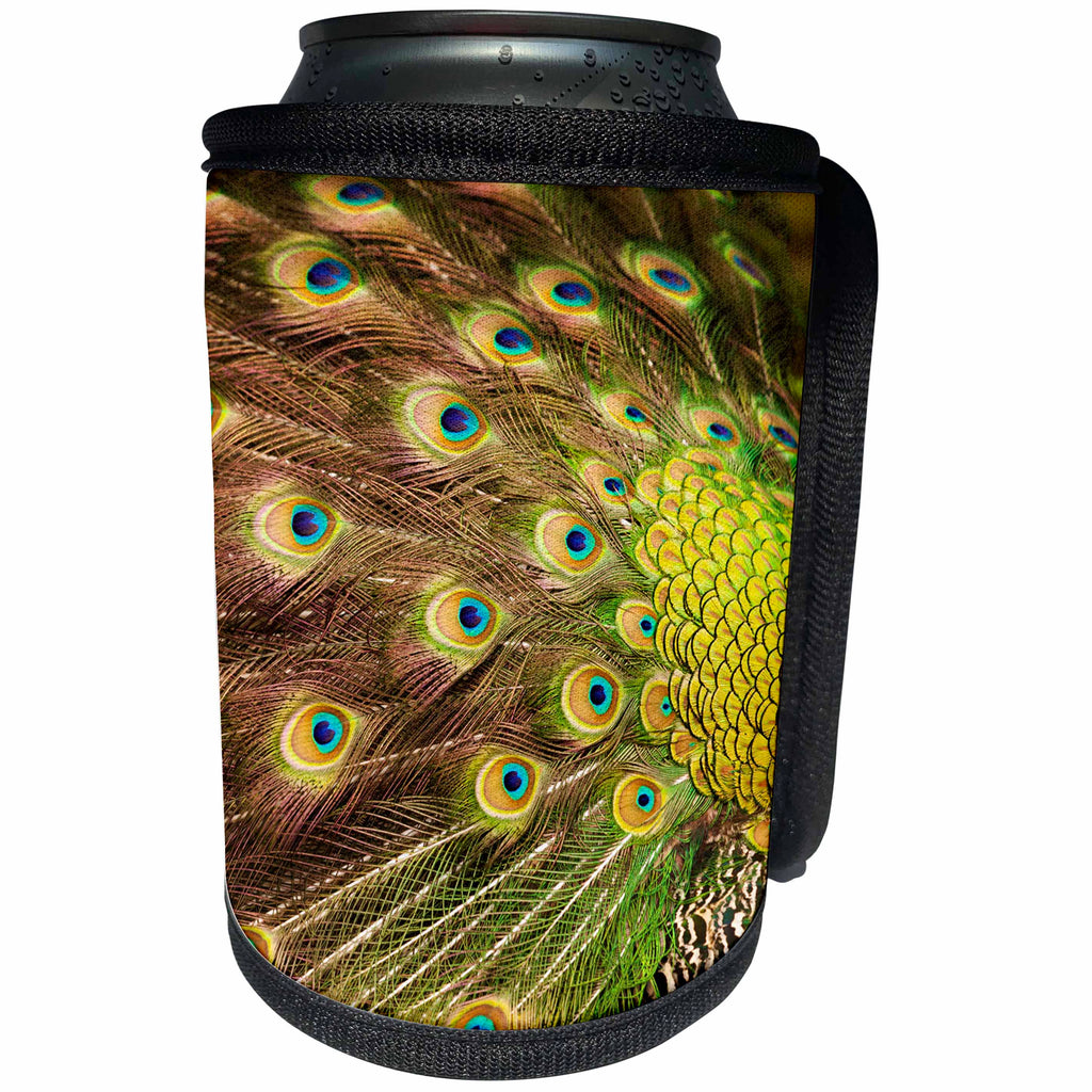 3dRose Danita Delimont - Birds - South Carolina, Charleston, Peacock feathers. - Can Cooler Bottle Wrap (cc_259978)