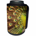 3dRose Danita Delimont - Birds - South Carolina, Charleston, Peacock feathers. - Can Cooler Bottle Wrap (cc_259978)