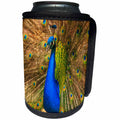 3dRose Danita Delimont - Birds - South Carolina, Charleston, Male peacock strutting in breeding plumage - Can Cooler Bottle Wrap (cc_259981)