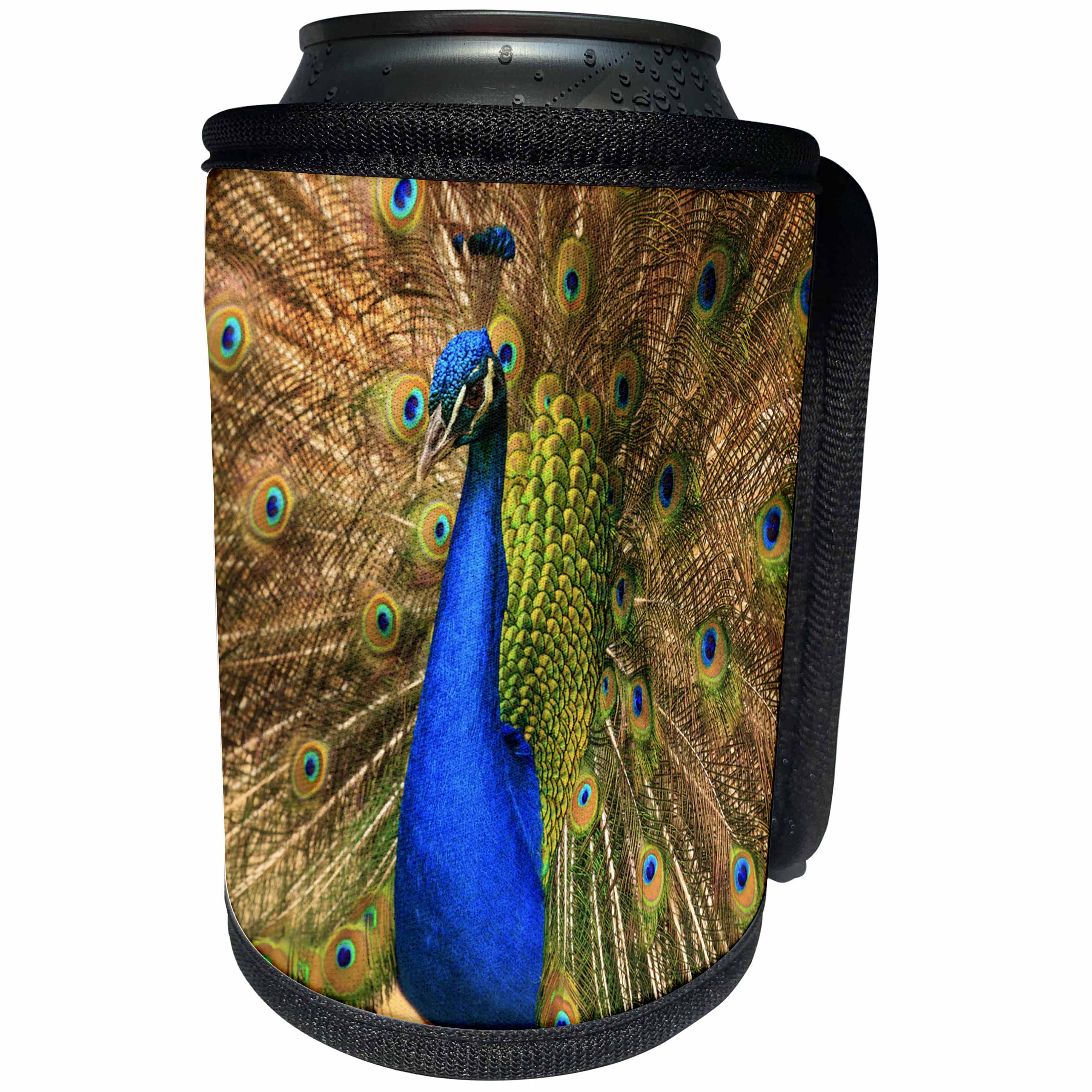 3dRose Danita Delimont - Birds - South Carolina, Charleston, Male peacock strutting in breeding plumage - Can Cooler Bottle Wrap (cc_259981)