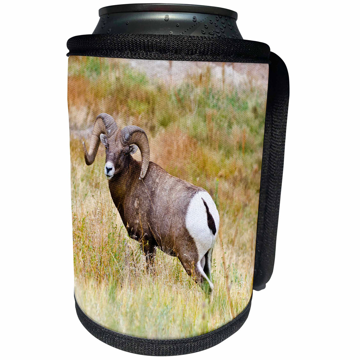 3dRose Danita Delimont - Sheep - South Dakota, Badlands National Park, Full Curl Bighorn Sheep grazing. - Can Cooler Bottle Wrap (cc_259993)