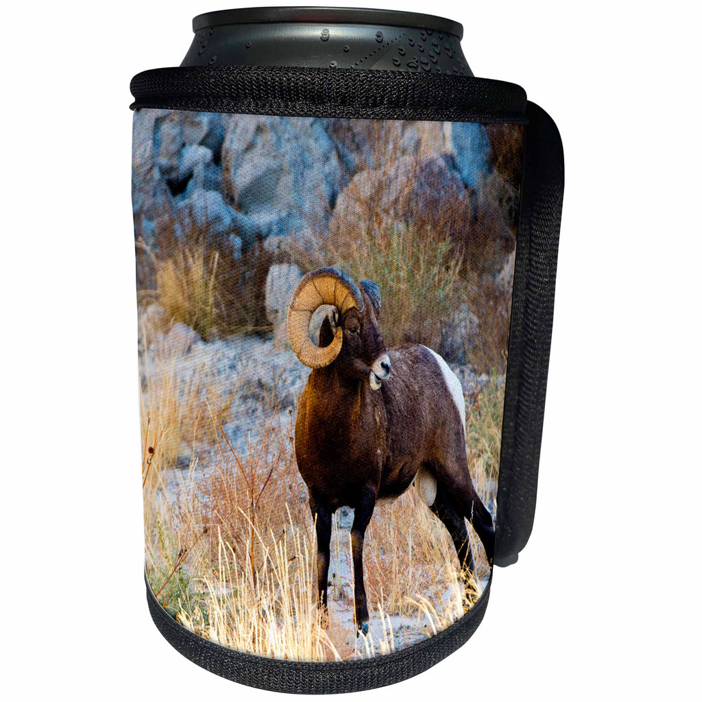 3dRose Danita Delimont - Sheep - South Dakota, Wall, Badlands National Park, Male Big Horn Sheep - Can Cooler Bottle Wrap (cc_259994)
