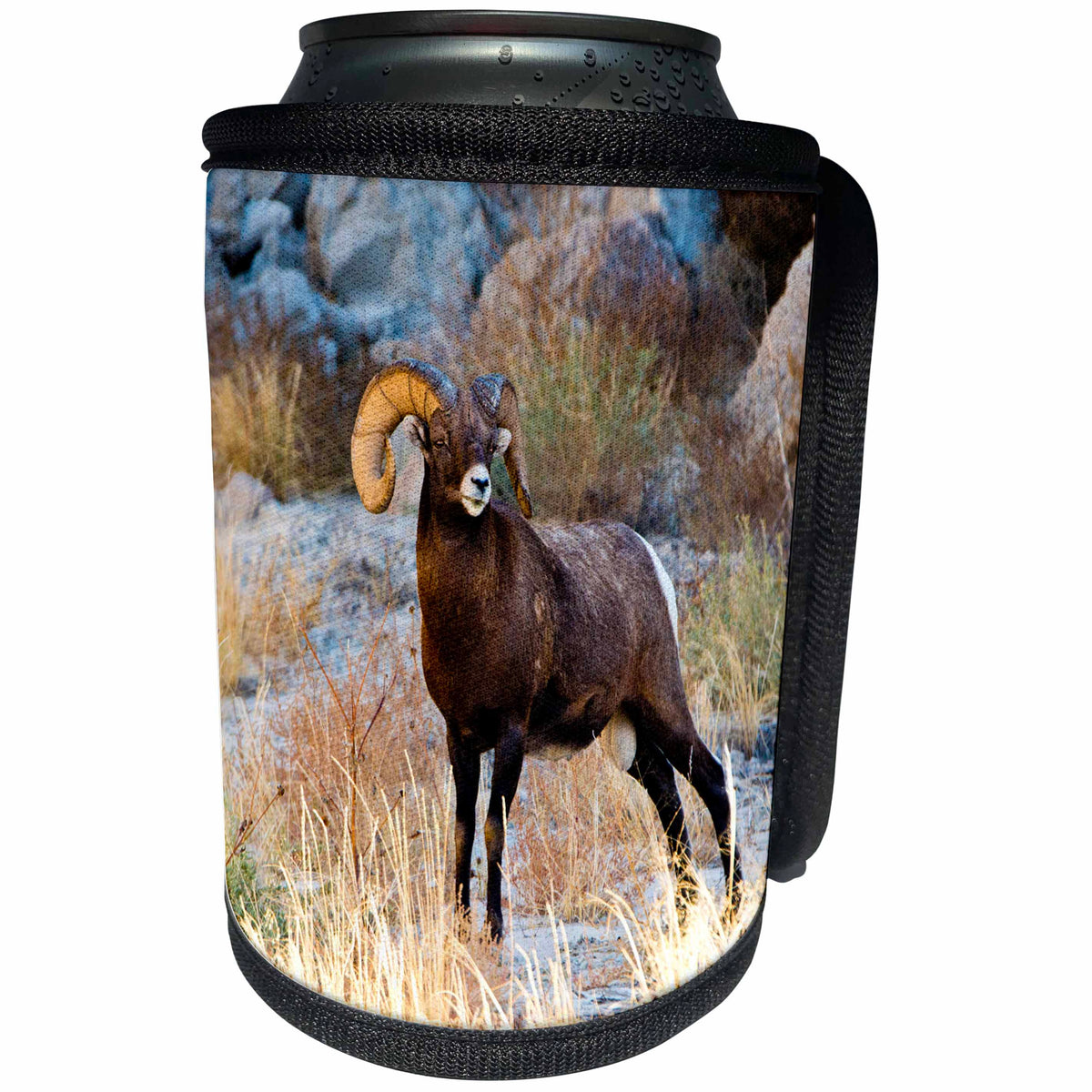 3dRose Danita Delimont - Sheep - South Dakota, The Wall, Badlands NP, Full Curl Male Big Horn Sheep - Can Cooler Bottle Wrap (cc_260000)