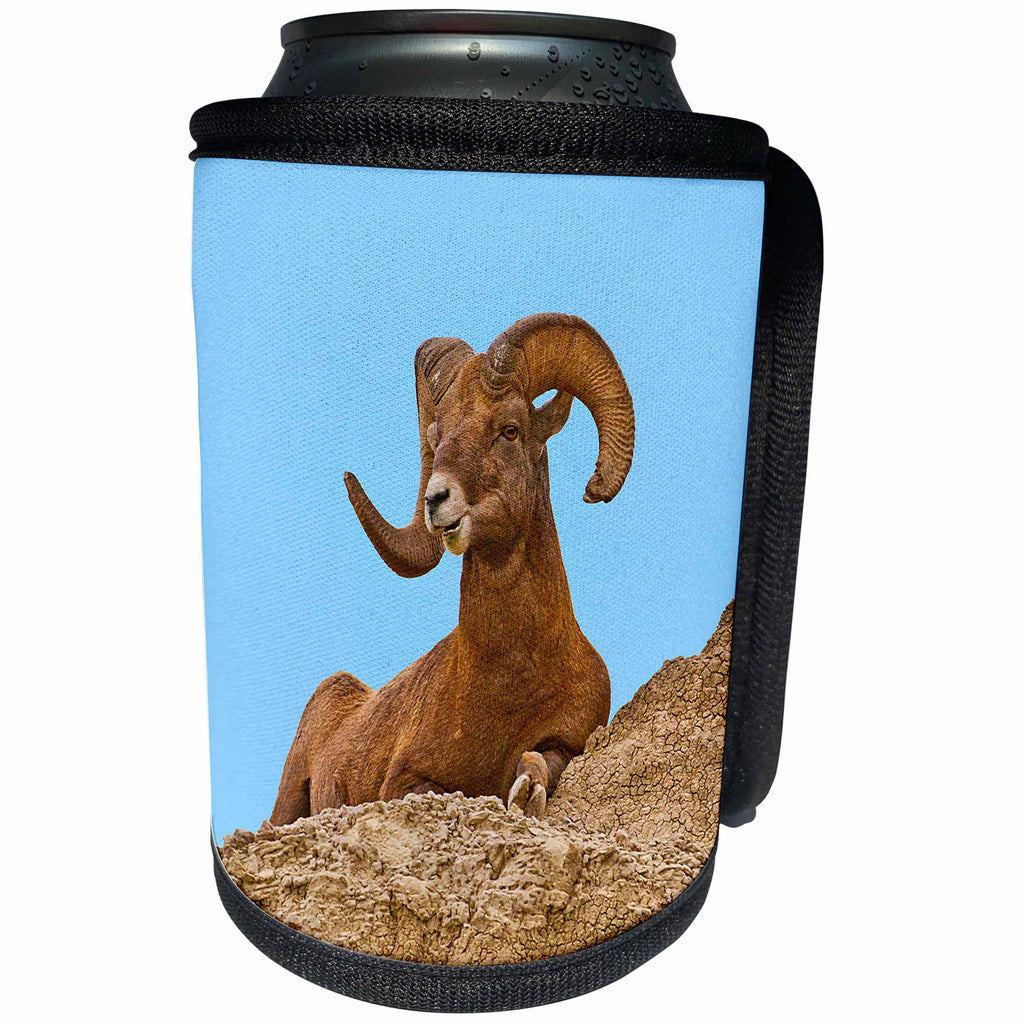 3dRose Danita Delimont - Sheep - USA, South Dakota, Badlands NP, Full Curl Bighorn Sheep Resting. - Can Cooler Bottle Wrap (cc_260002)