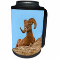 3dRose Danita Delimont - Sheep - USA, South Dakota, Badlands NP, Full Curl Bighorn Sheep Resting. - Can Cooler Bottle Wrap (cc_260002)