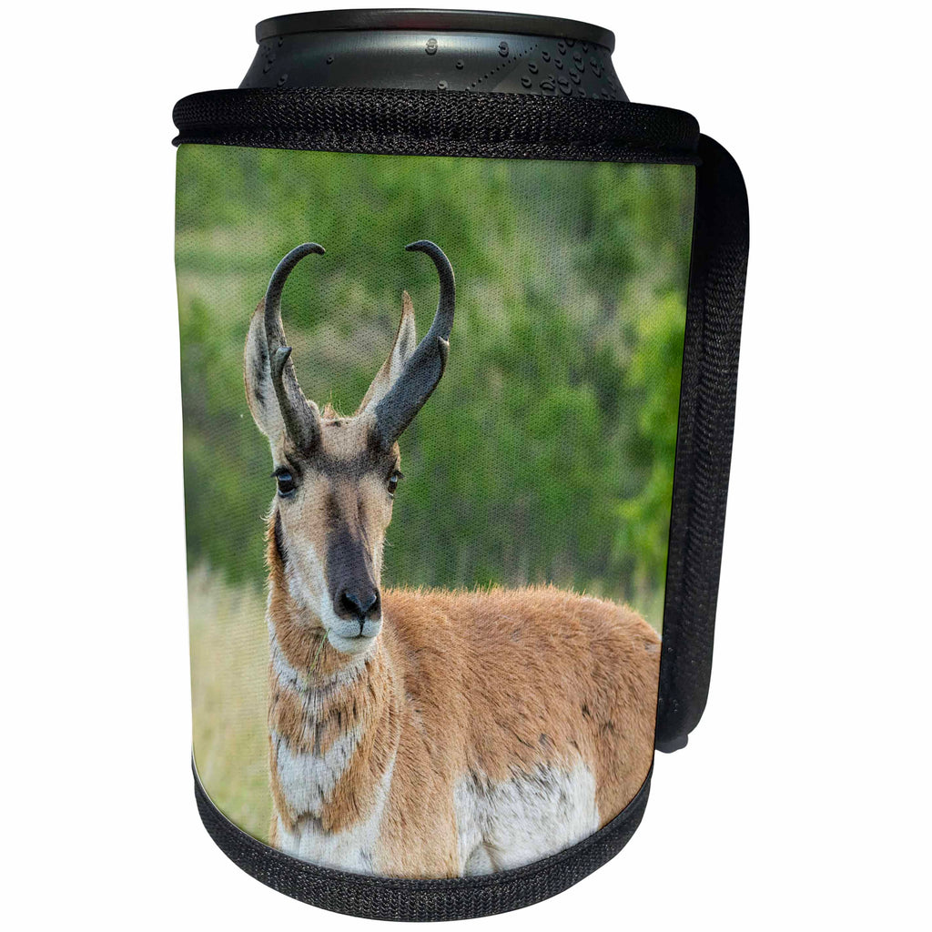 3dRose Danita Delimont - Antelope - USA, South Dakota, Custer State Park. Pronghorn buck close-up,. - Can Cooler Bottle Wrap (cc_260003)