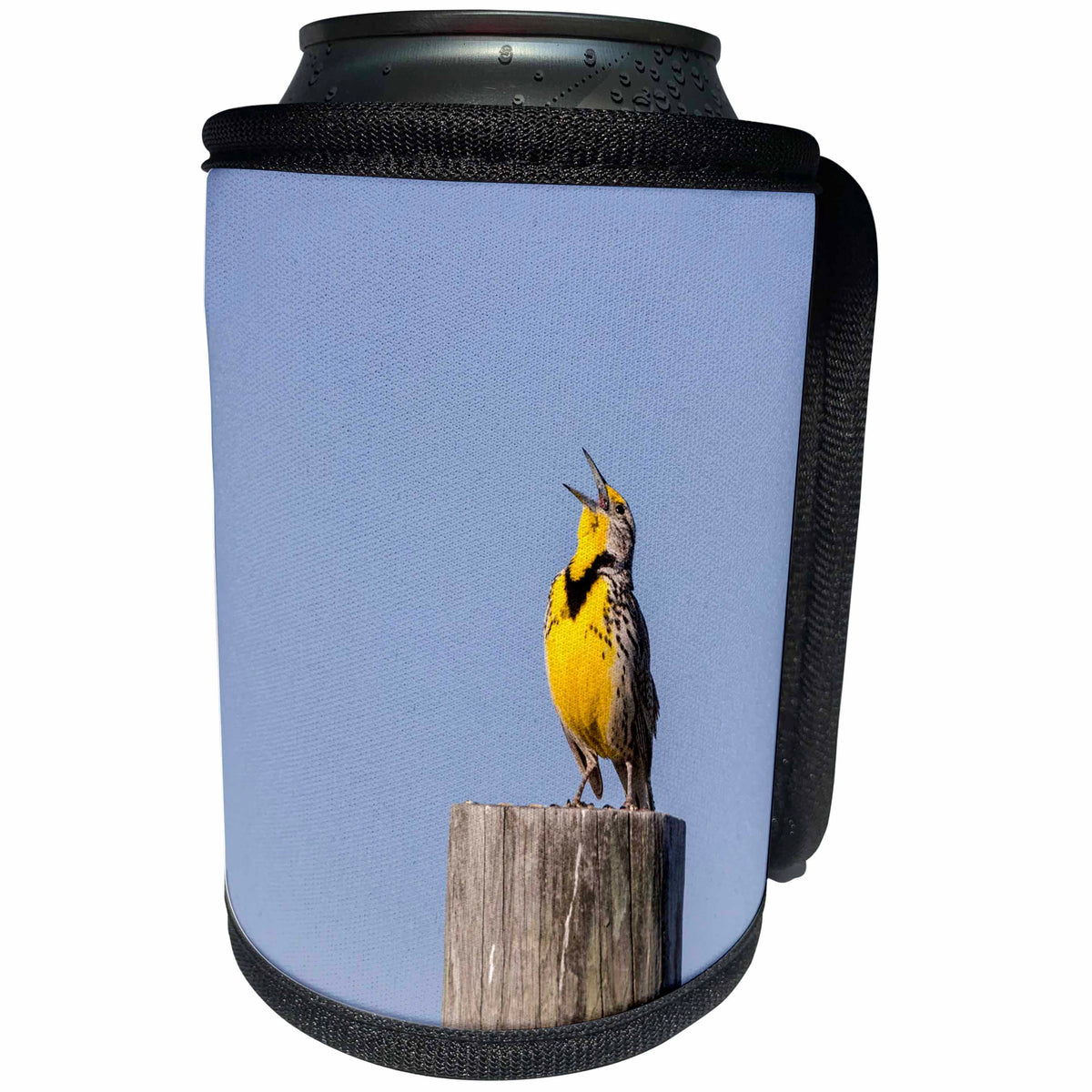 3dRose Danita Delimont - Birds - Male meadowlark sings on fencepost at Custer State Park, South Dakota - Can Cooler Bottle Wrap (cc_260018)