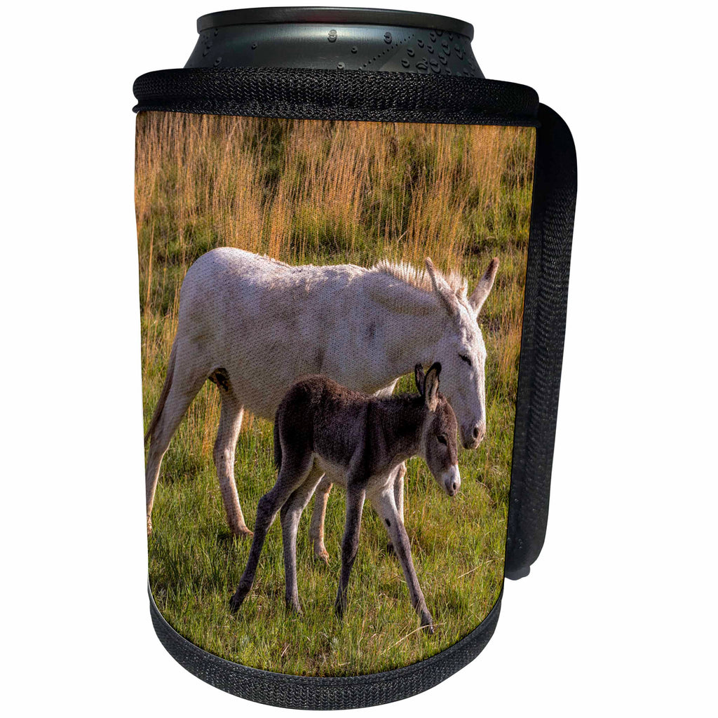 3dRose Danita Delimont - Donkeys - Wild burros in Custer State Park, South Dakota, USA - Can Cooler Bottle Wrap (cc_260024)