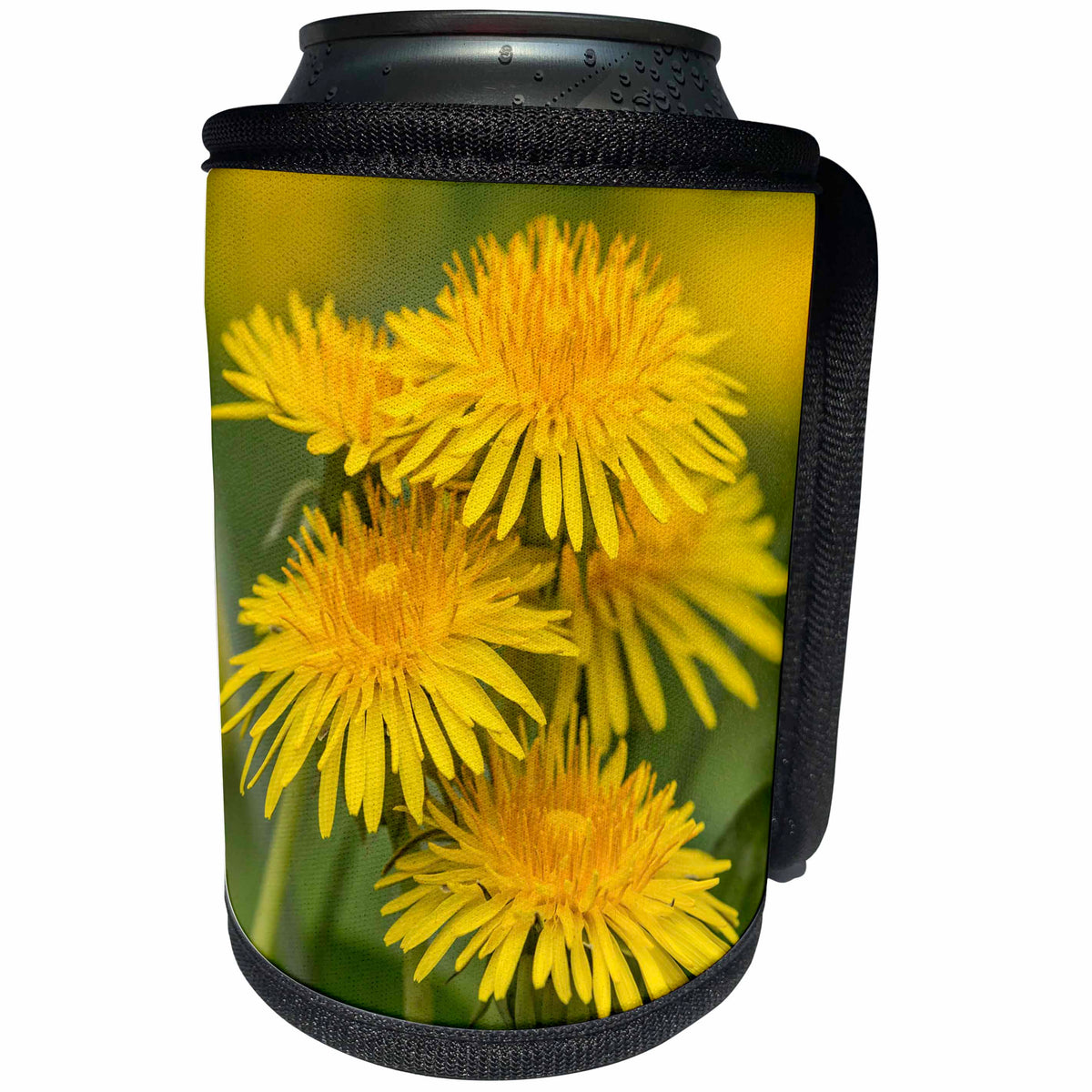3dRose Danita Delimont - Flowers - Group of Dandelions, Great Smoky Mountains, National Park, Tennessee - Can Cooler Bottle Wrap (cc_260044)