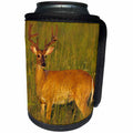3dRose Danita Delimont - Deer - White-tailed Deer 8-point buck in velvet, Tennessee - Can Cooler Bottle Wrap (cc_260056)