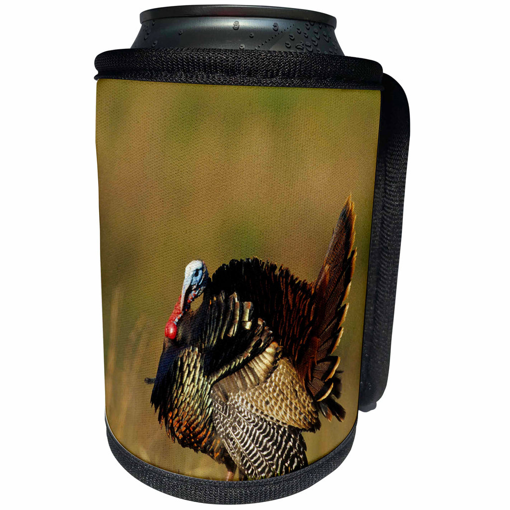3dRose Danita Delimont - Birds - Eastern Wild Turkey strutting in field, Williamson County, Tennessee - Can Cooler Bottle Wrap (cc_260059)