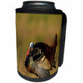 3dRose Danita Delimont - Birds - Eastern Wild Turkey strutting in field, Williamson County, Tennessee - Can Cooler Bottle Wrap (cc_260059)