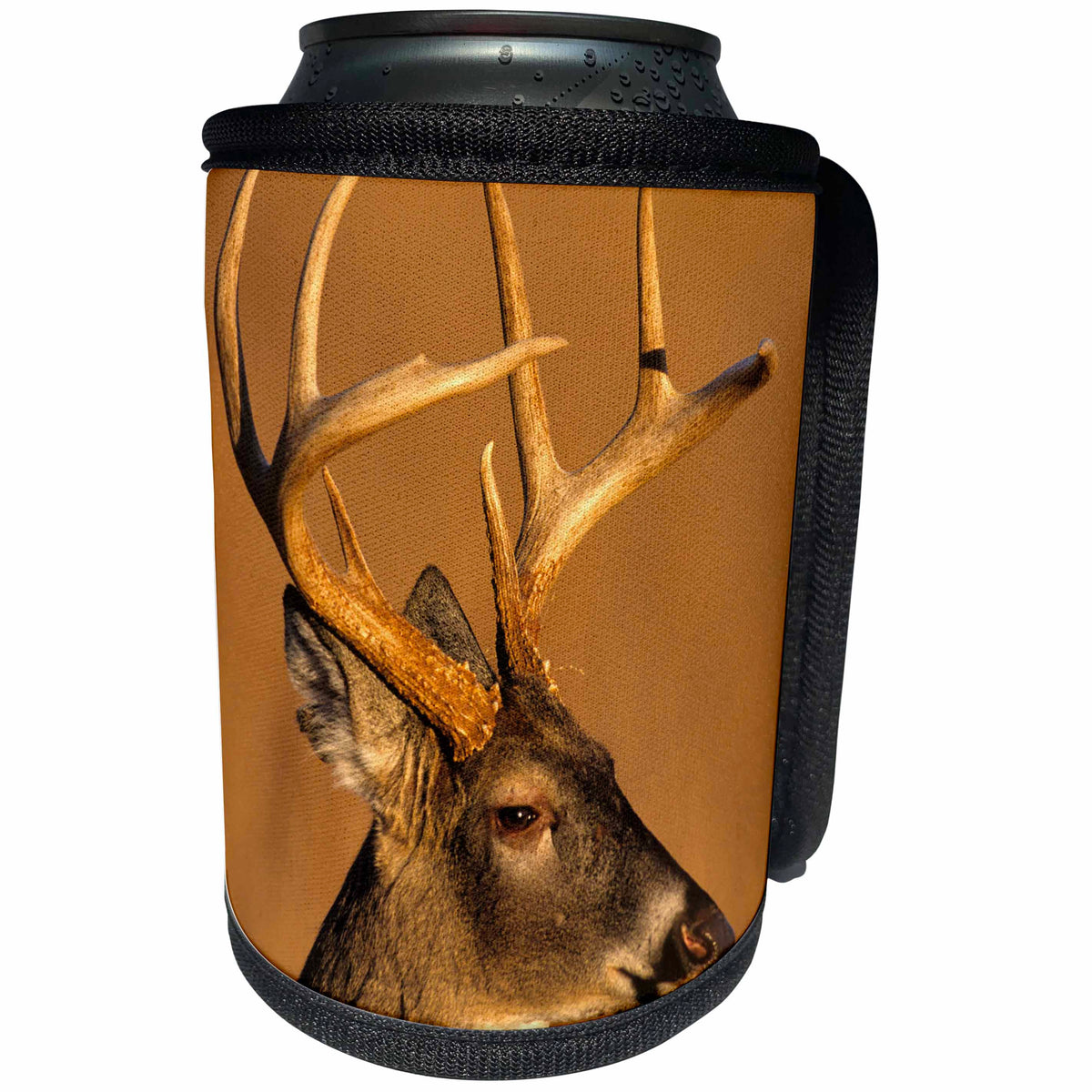 3dRose Danita Delimont - Deer - White-tailed Deer, Great Smoky Mountains NP, Tennessee - Can Cooler Bottle Wrap (cc_260060)