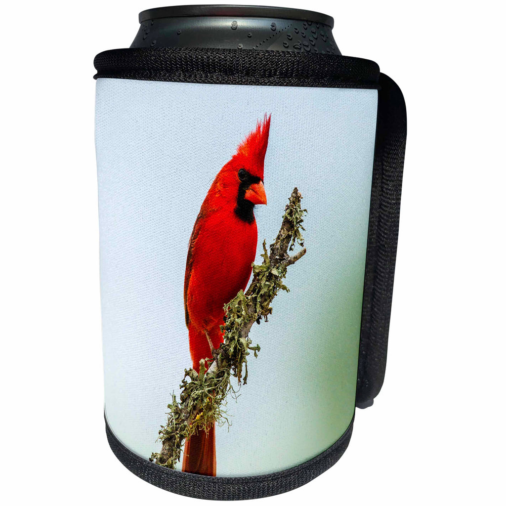3dRose Danita Delimont - Birds - USA, Texas, Hidalgo County. Male cardinal on limb. - Can Cooler Bottle Wrap (cc_260071)