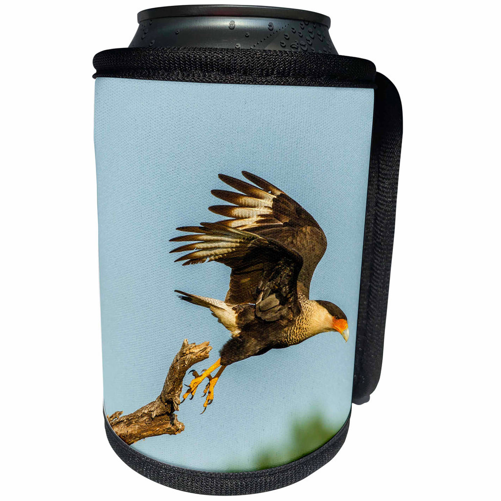 3dRose Danita Delimont - Birds of Prey - USA, Texas, Hidalgo County. Crested caracara taking flight. - Can Cooler Bottle Wrap (cc_260074)