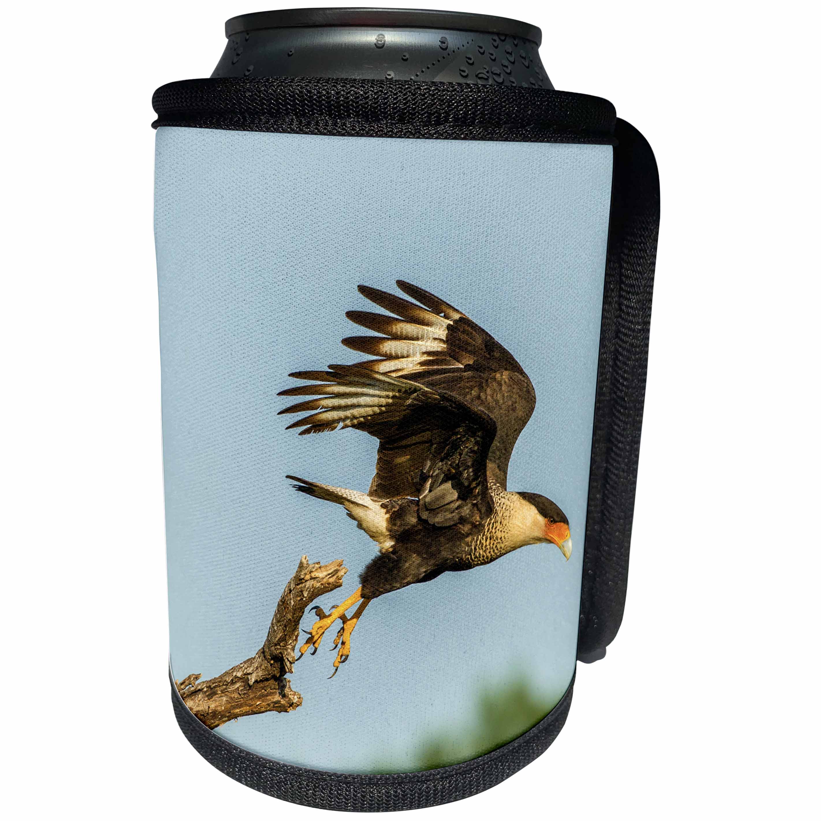3dRose Danita Delimont - Birds of Prey - USA, Texas, Hidalgo County. Crested caracara taking flight. - Can Cooler Bottle Wrap (cc_260074)