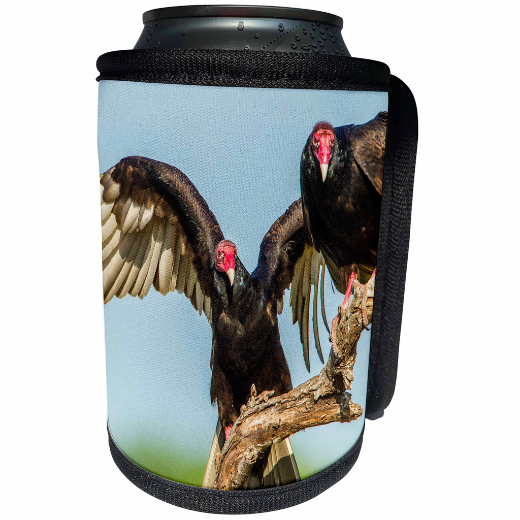3dRose Danita Delimont - Birds - USA, Texas, Hidalgo County. Close-up of two turkey vultures on limb. - Can Cooler Bottle Wrap (cc_260075)
