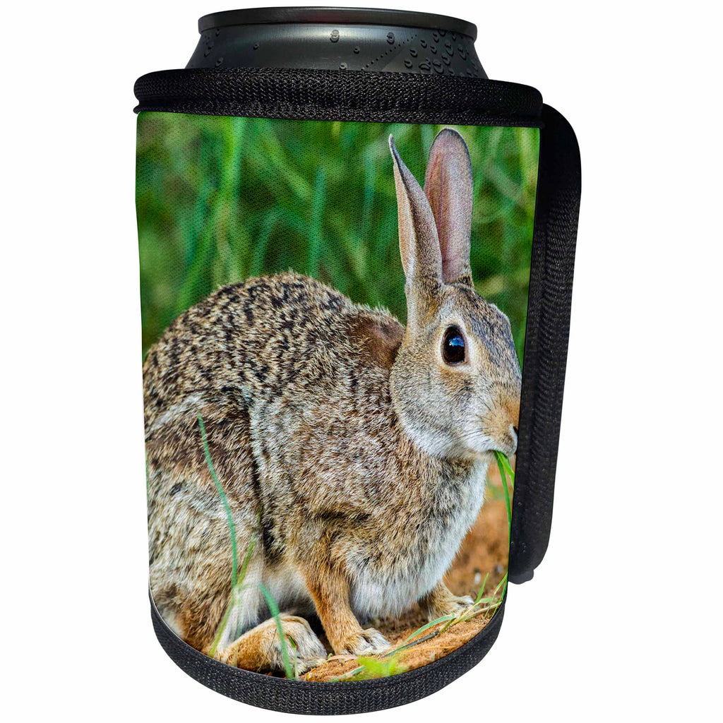3dRose Danita Delimont - Rabbits - USA, Texas, Hidalgo County. Cottontail rabbit eating. - Can Cooler Bottle Wrap (cc_260079)