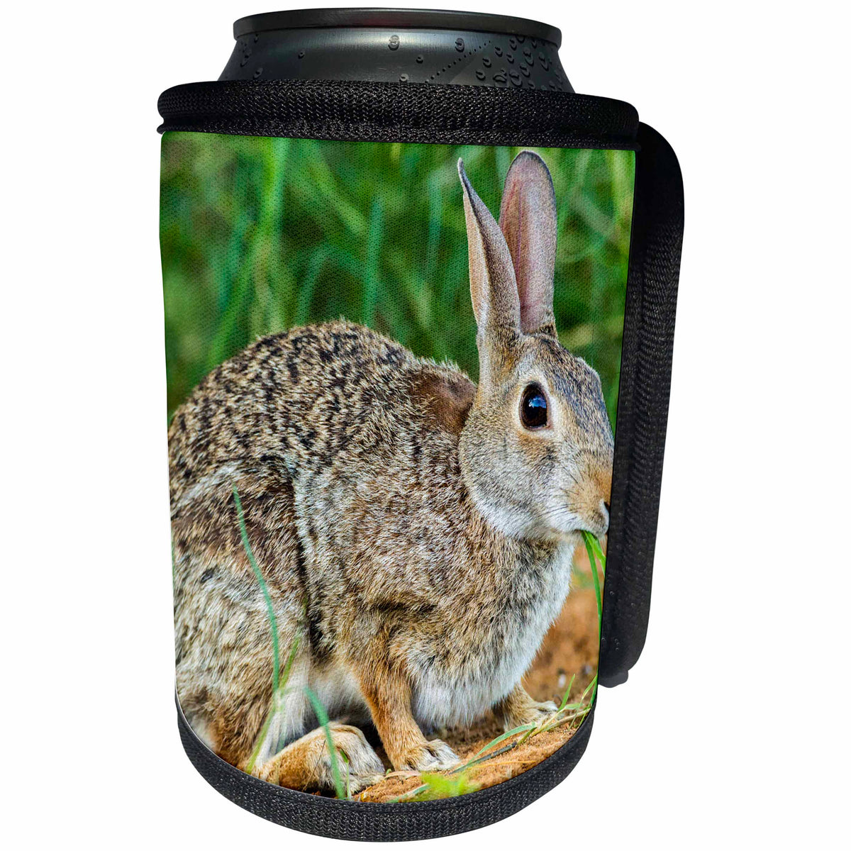 3dRose Danita Delimont - Rabbits - USA, Texas, Hidalgo County. Cottontail rabbit eating. - Can Cooler Bottle Wrap (cc_260079)