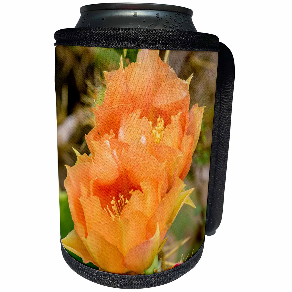 3dRose Danita Delimont - Flowers - USA, Texas, Boca Chica. Prickly pear Cactus in Bloom. - Can Cooler Bottle Wrap (cc_260085)