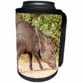 3dRose Danita Delimont - pigs - USA, Texas, Gatesville, Santa Clara Ranch. Collared peccary close-up. - Can Cooler Bottle Wrap (cc_260086)