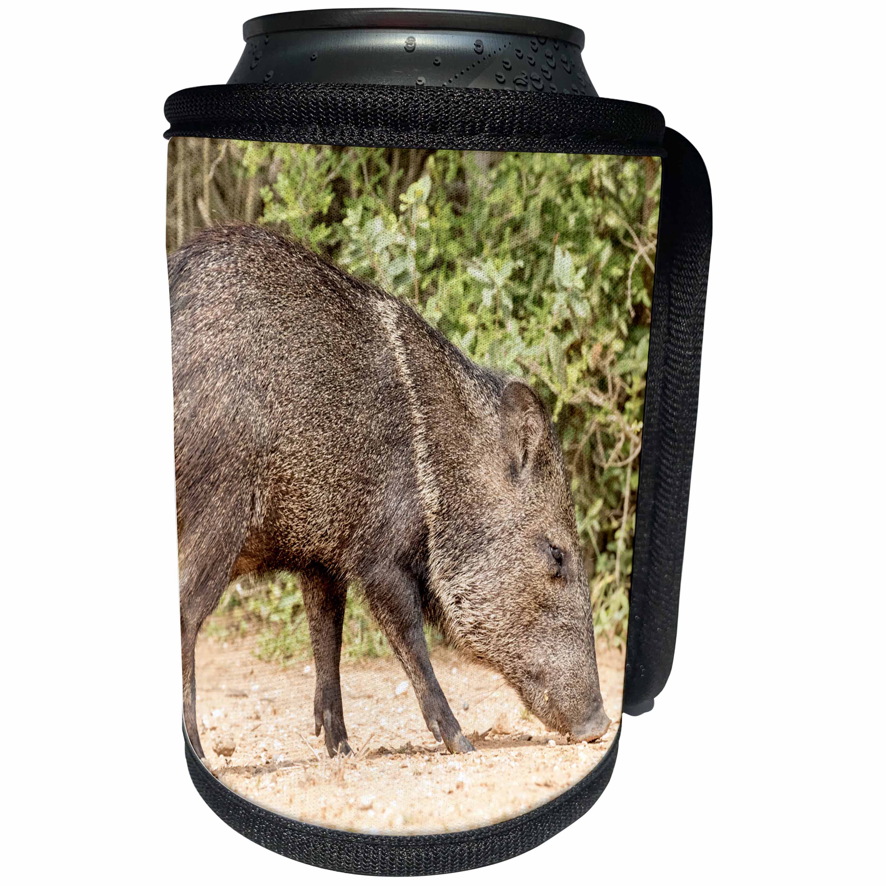 3dRose Danita Delimont - pigs - USA, Texas, Gatesville, Santa Clara Ranch. Collared peccary close-up. - Can Cooler Bottle Wrap (cc_260086)