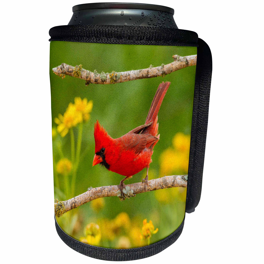 3dRose Danita Delimont - Birds - USA, Texas, Hidalgo County. Male cardinal perches on a branch - Can Cooler Bottle Wrap (cc_260091)