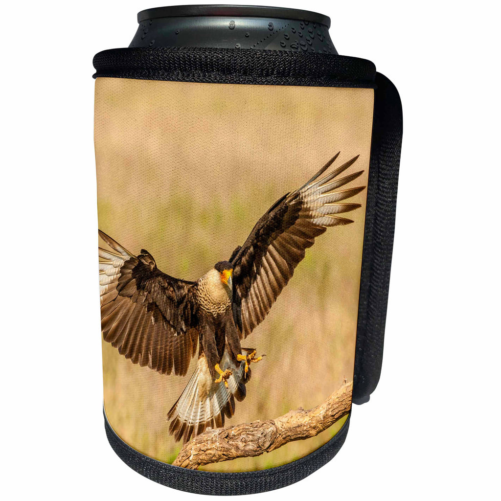 3dRose Danita Delimont - Birds of Prey - USA, Texas, Hidalgo County. Crested caracara landing on limb. - Can Cooler Bottle Wrap (cc_260093)