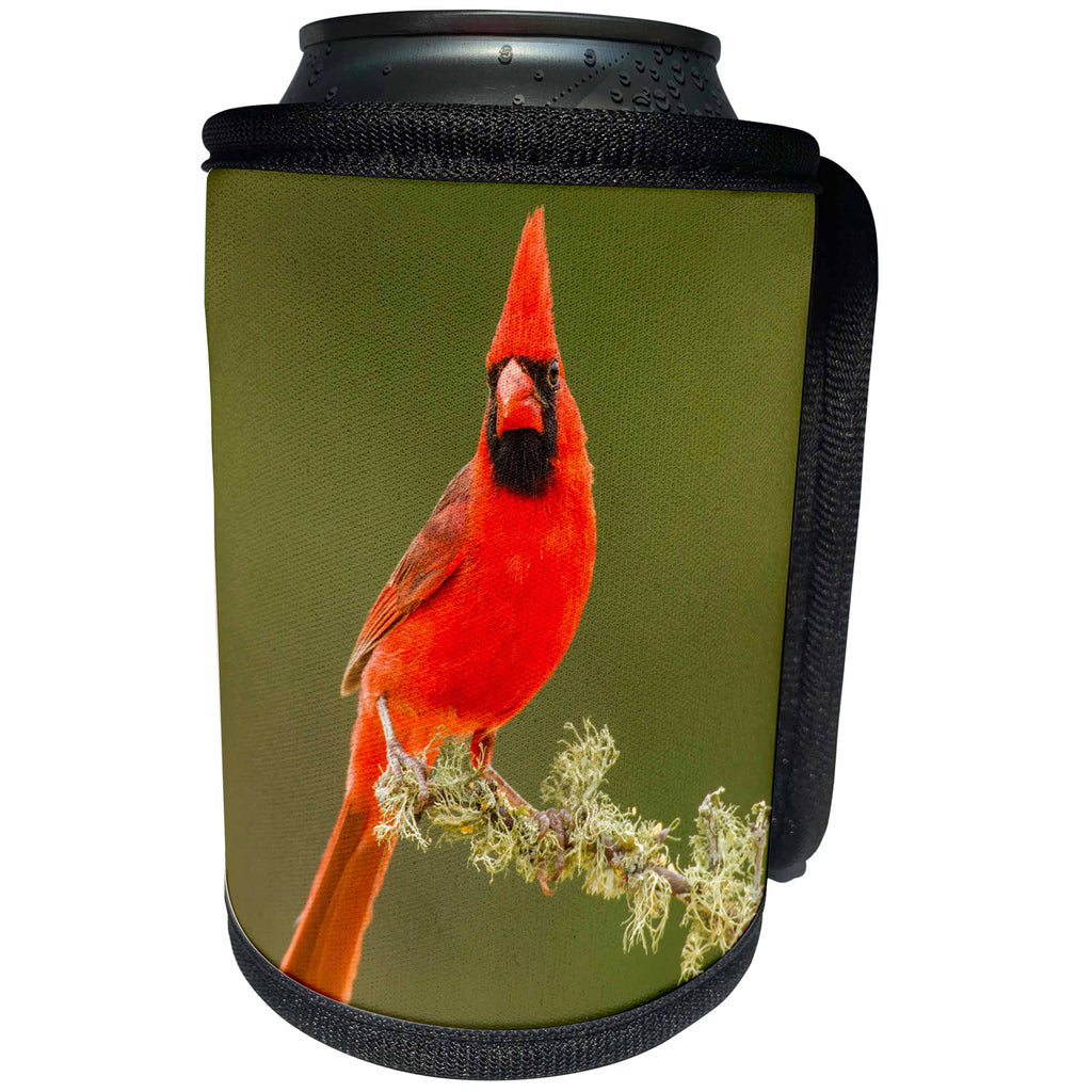 3dRose Danita Delimont - Birds - USA, Texas, Hidalgo County. Male cardinal portrait - Can Cooler Bottle Wrap (cc_260094)