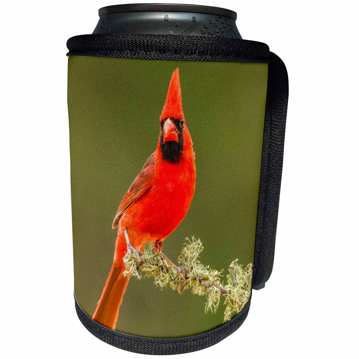 3dRose Danita Delimont - Birds - USA, Texas, Hidalgo County. Male cardinal portrait - Can Cooler Bottle Wrap (cc_260094)