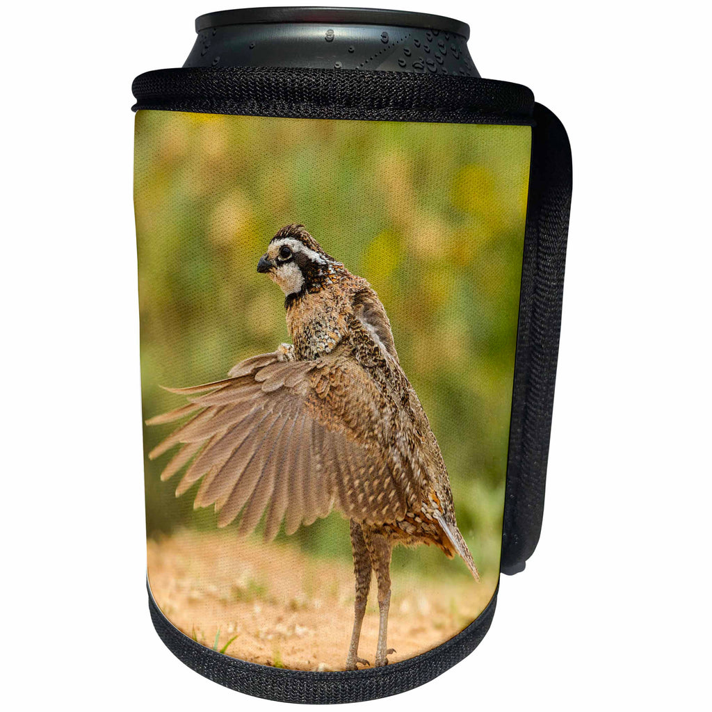 3dRose Danita Delimont - Birds - USA, Texas, Hidalgo County. Bobwhite male taking flight. - Can Cooler Bottle Wrap (cc_260095)